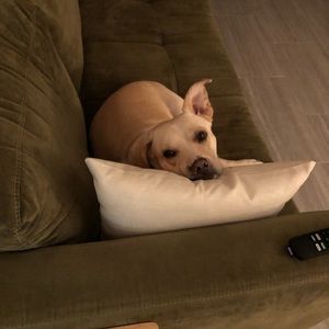 Meet your Posher, Susan